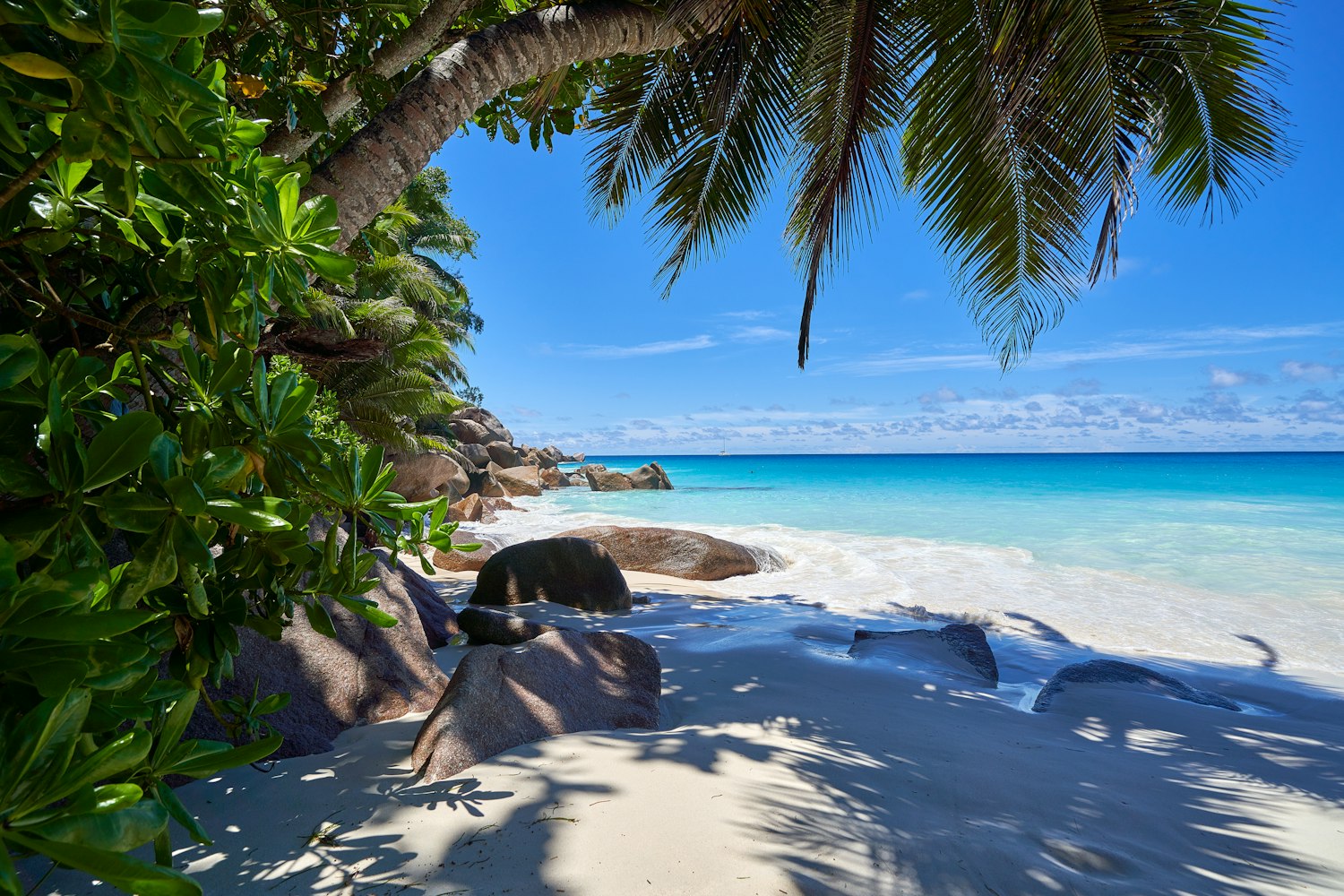 Palmenstrand