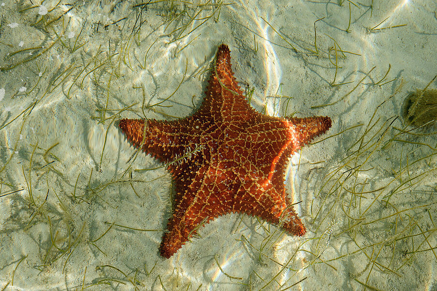 Seesterne in seichtem Wasser