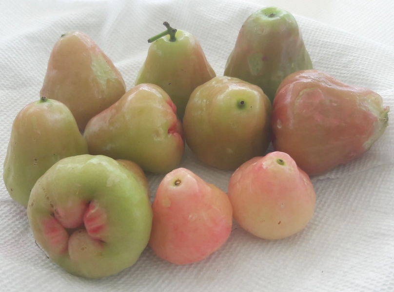 Karibische Äpfel