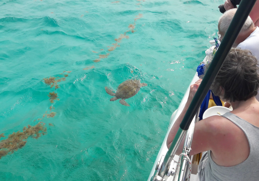 Schnorcheln mit Schildkröten